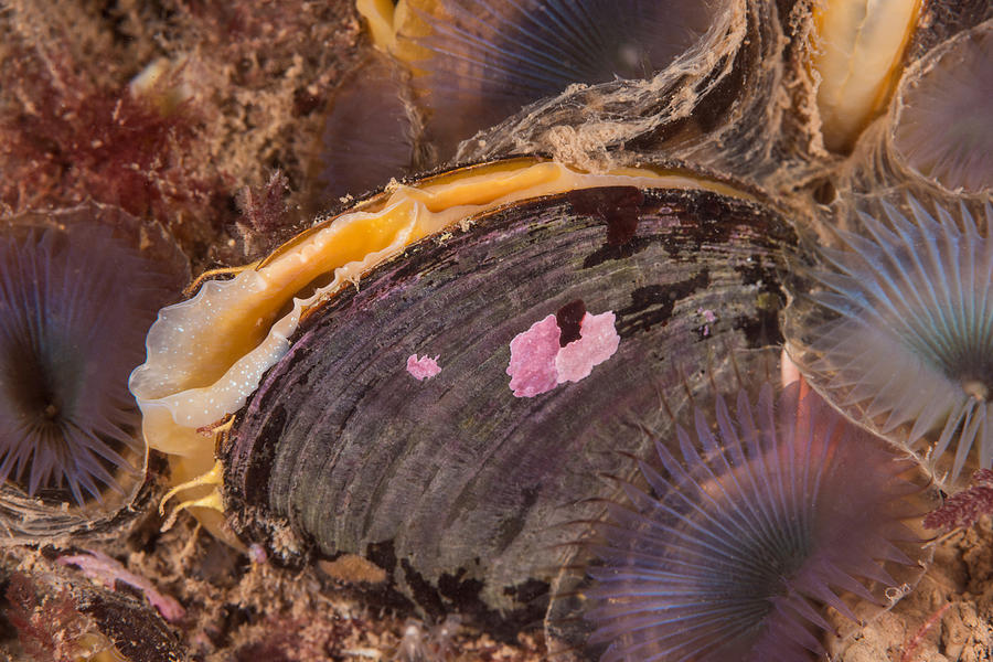 Horse Mussels Photograph by Andrew J. Martinez
