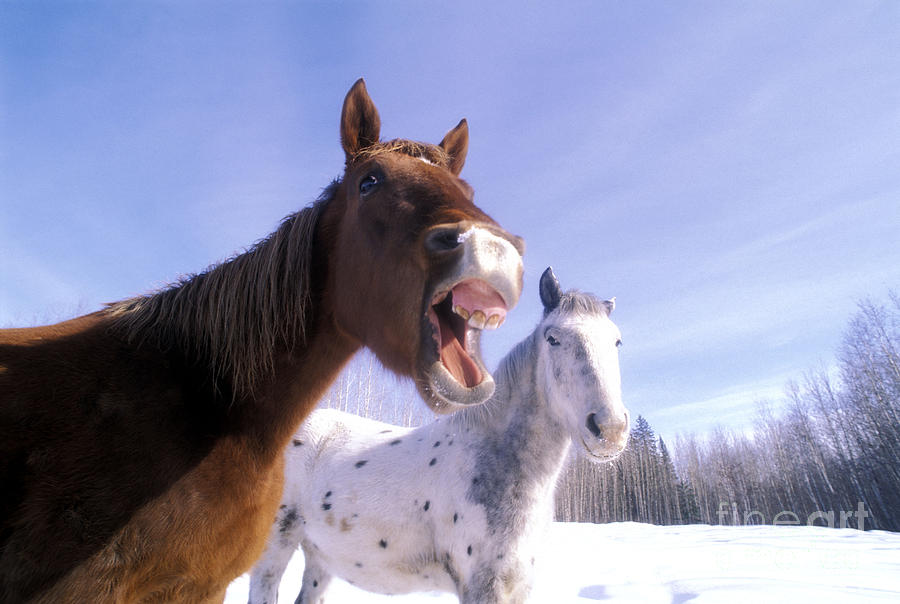 Horse Neighing With Appaloosa Photograph by Rolf Kopfle