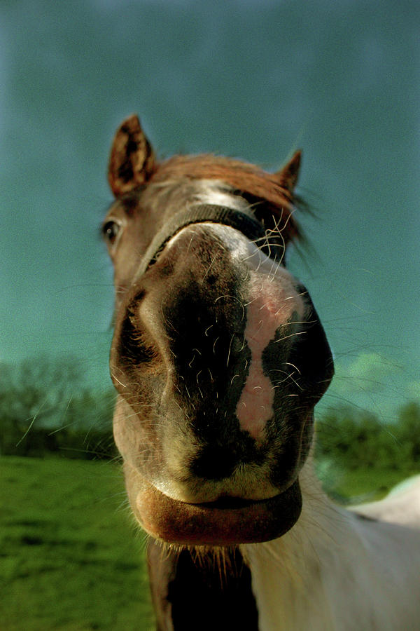 Horse Nose Photograph by Eli Rees Photography