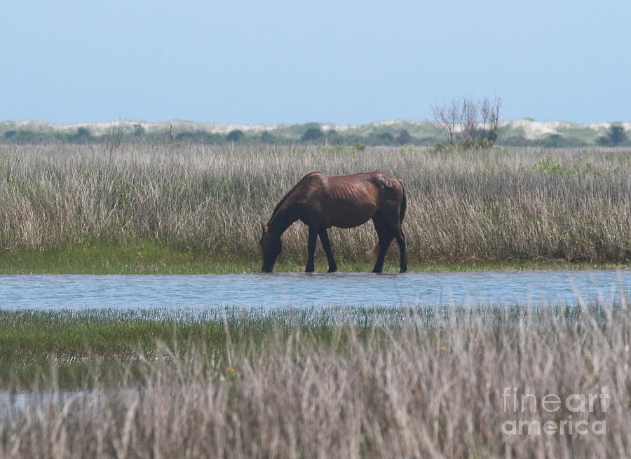 Seagull Photograph - Horse of Shackleford Banks 2 by Cathy Lindsey