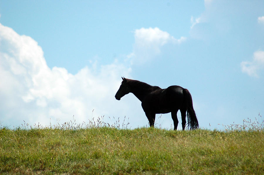 horse-on-a-hill-photograph-by-kelly-wright-pixels