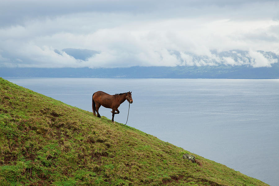 Horse On A Hillside Overlooking Photograph by Carl Bruemmer