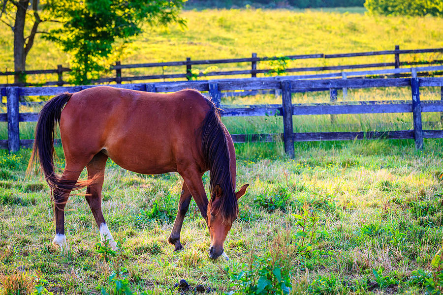Horse On A Pasture Photograph