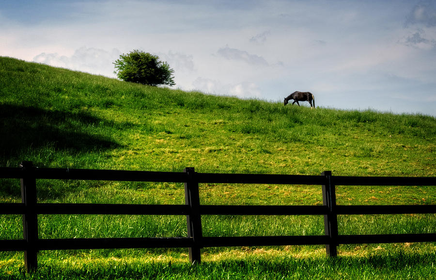 Mountain Photograph - Horse On Hill by Greg and Chrystal Mimbs
