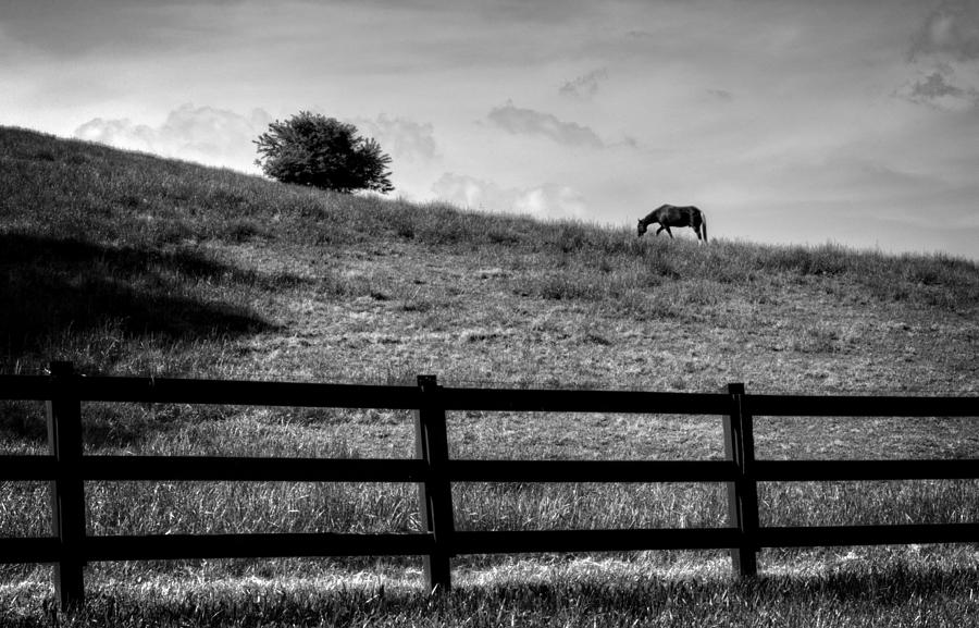 Horse On Hill in Black and White Photograph by Greg and Chrystal Mimbs