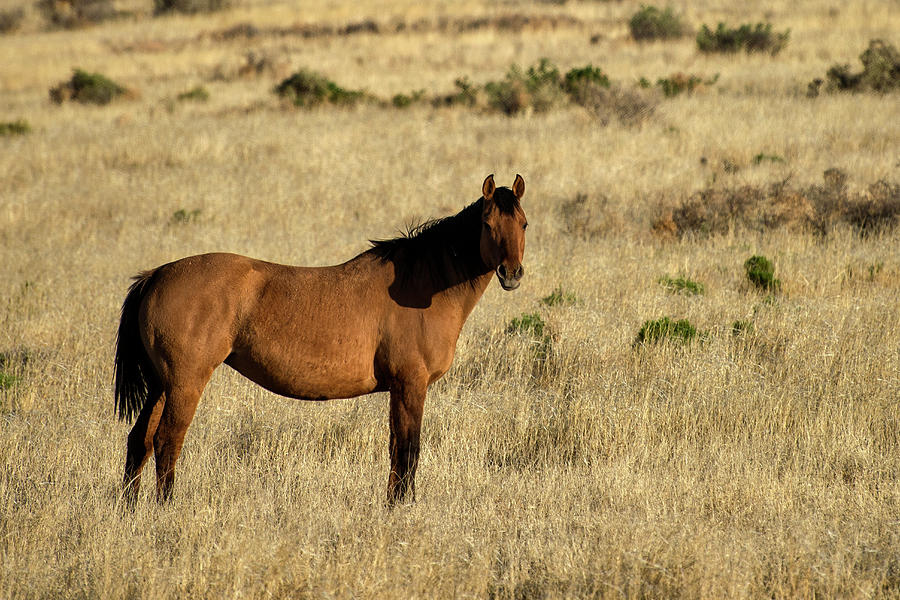 Horse On Open Range Photograph by Mark Newman