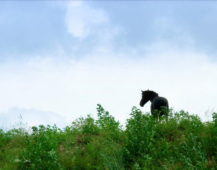 Horse On The Hill Photograph by Joan Davis
