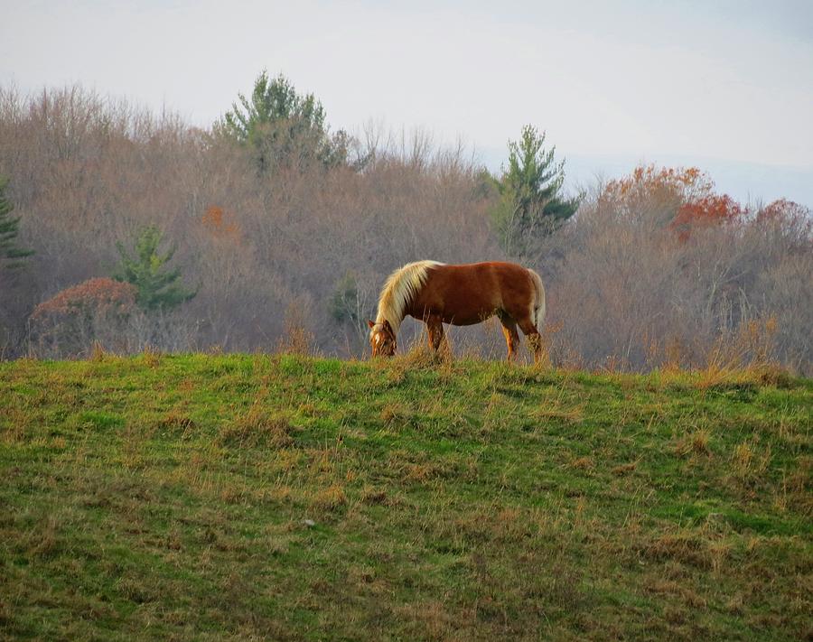 Horse on the Hill Photograph by MTBobbins Photography