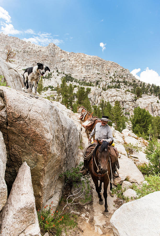 Horse Packing In The High Sierra Photograph by Josh Miller Photography ...