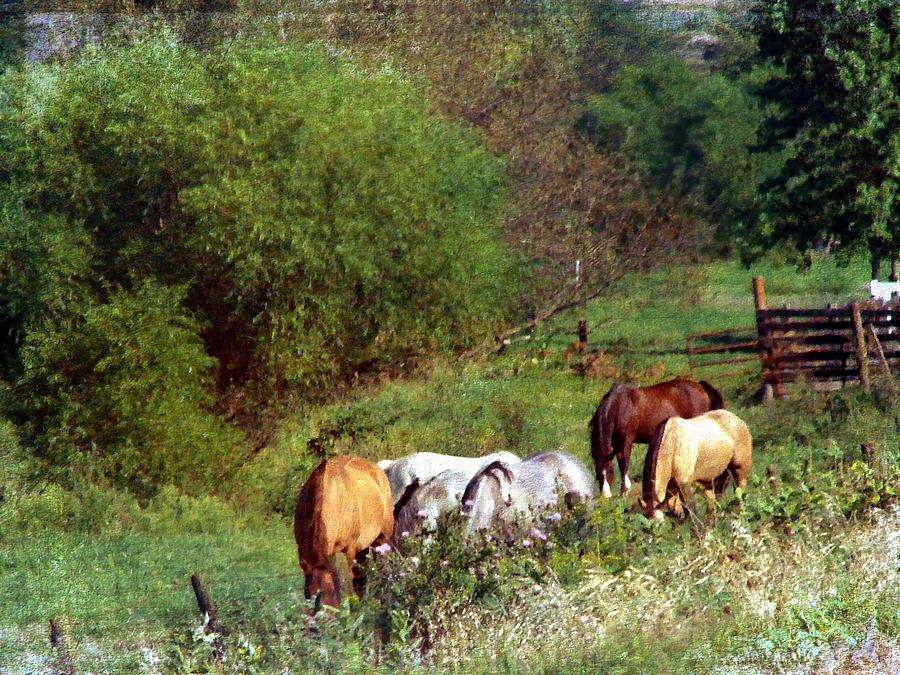 Horse Pasture Digital Art