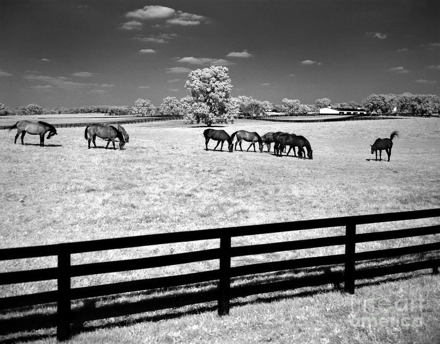 Horse Pasture Infrared Photograph by Martin Konopacki