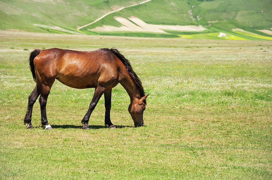 Horse Pasture Photograph by Orestegaspari