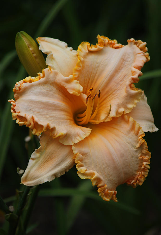 Horse Pen Creek Daylily Photograph by Suzanne Gaff