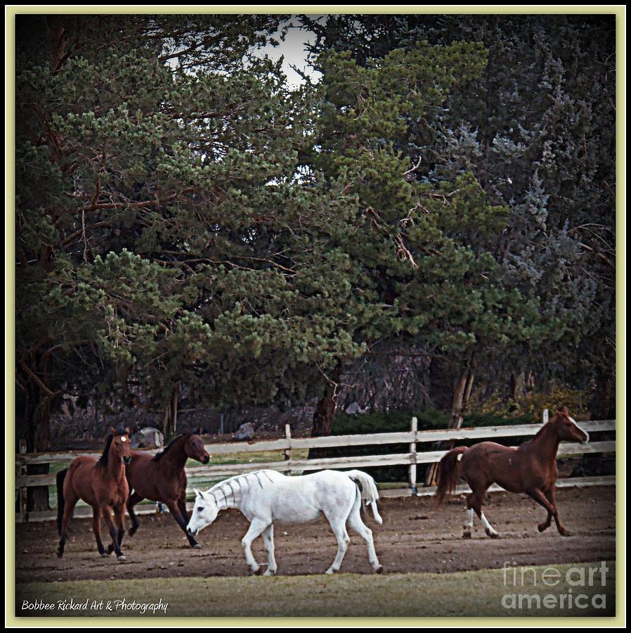 Barn Photograph - Horse Play 3 by Bobbee Rickard