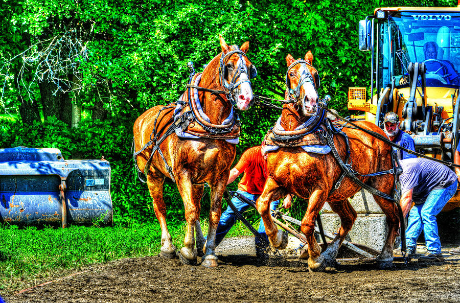 Horse play Photograph by Jim Boardman