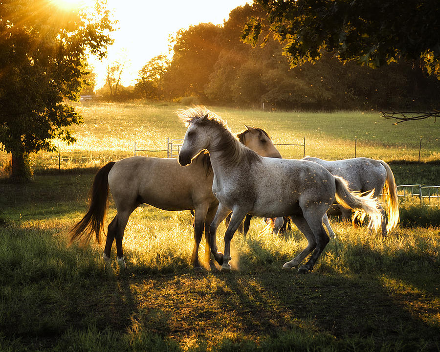 Horse Play Photograph by Ron  McGinnis