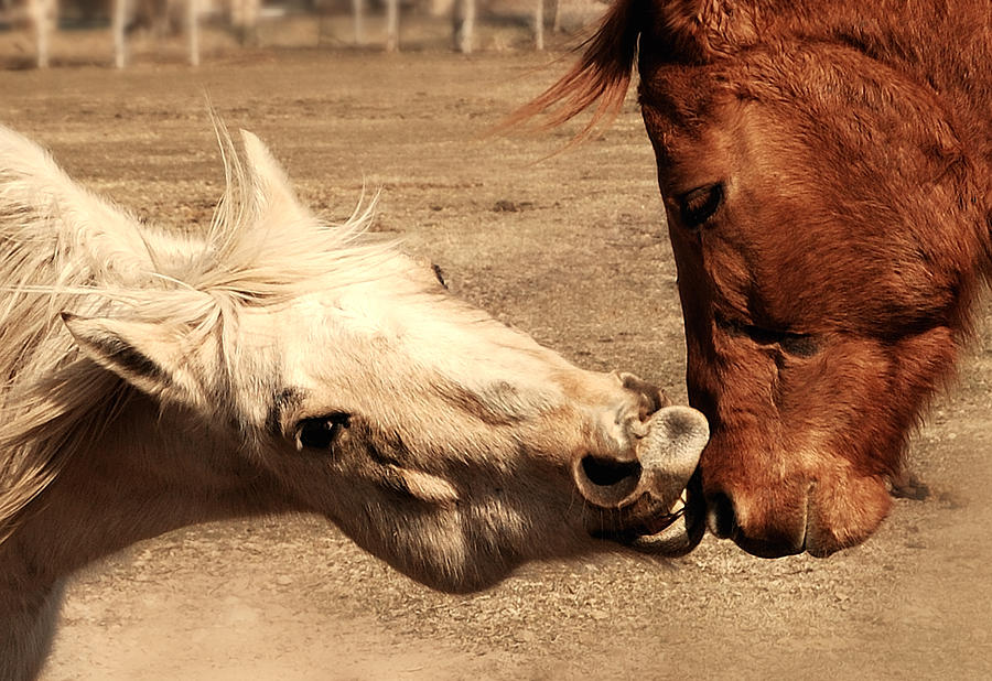 Horse Play Photograph by Steven Milner