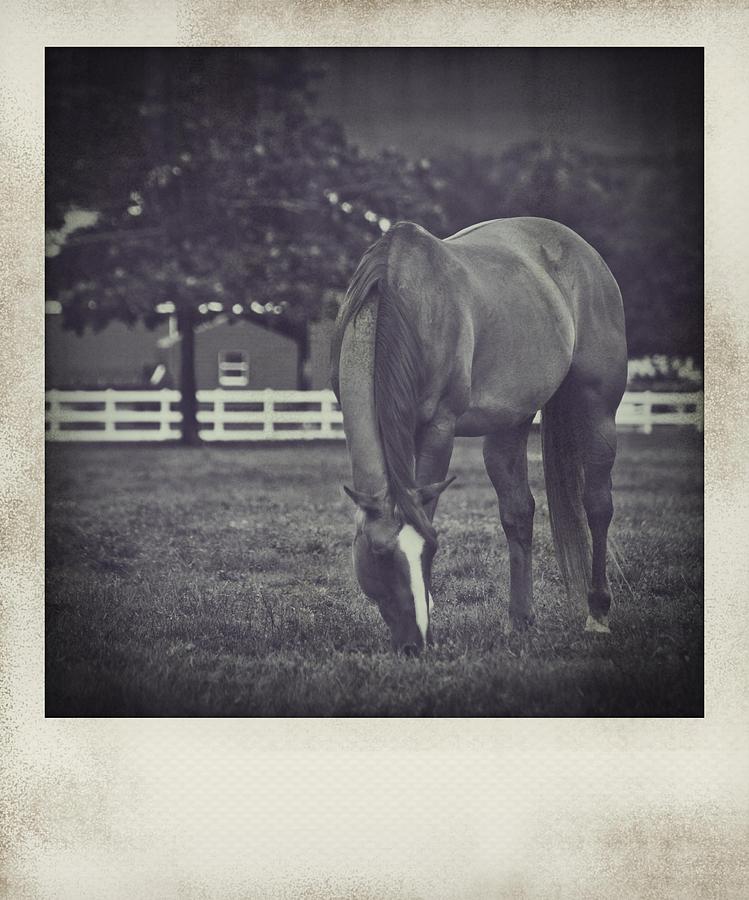 Horse Polaroid Photograph by Bradley R Youngberg