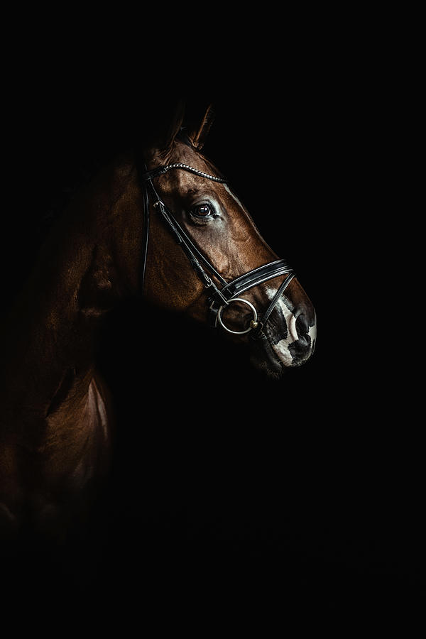Horse portrai Photograph by Egon69