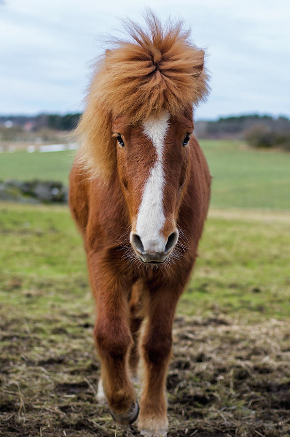 Horse Portrait Photograph by Alexander Naliwajko
