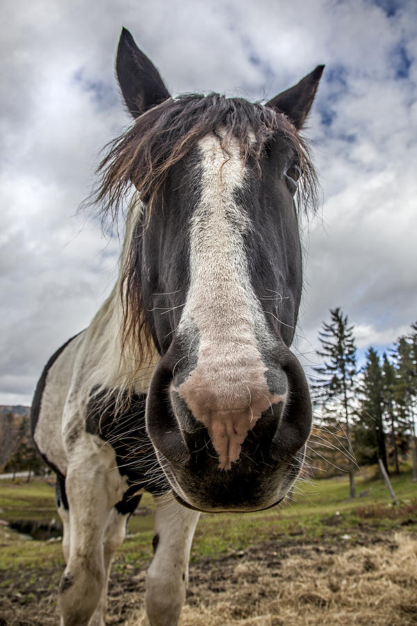 Stowe Vermont Horse Portrait Photograph by Charles Harden