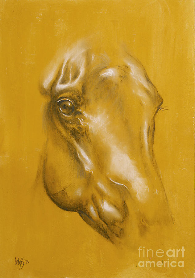 Horse Drawing - Horse portrait by Tamer and Cindy Elsharouni
