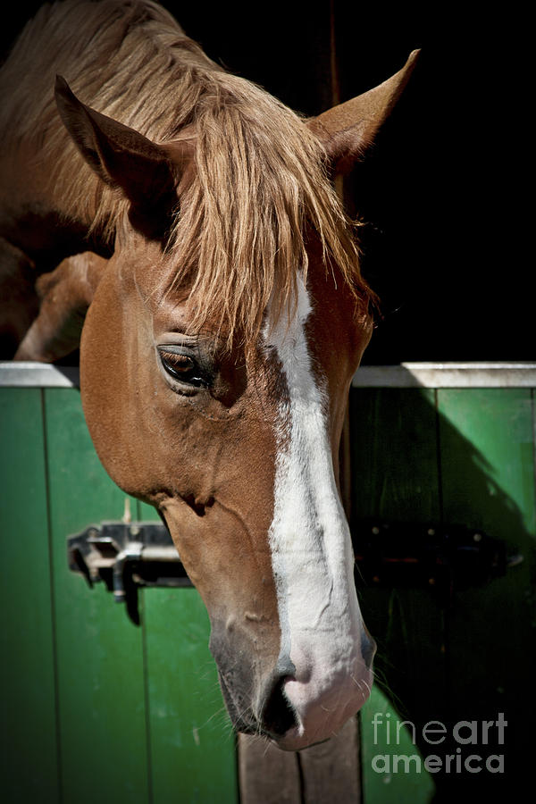 Horse Portrait Photograph by Heiko Koehrer-Wagner