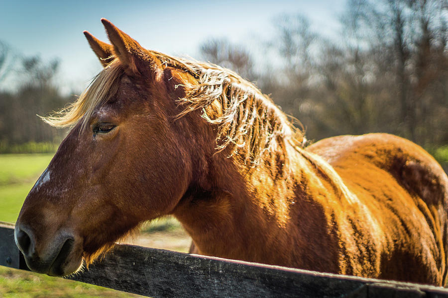 Horse Portrait Photograph by Jimss