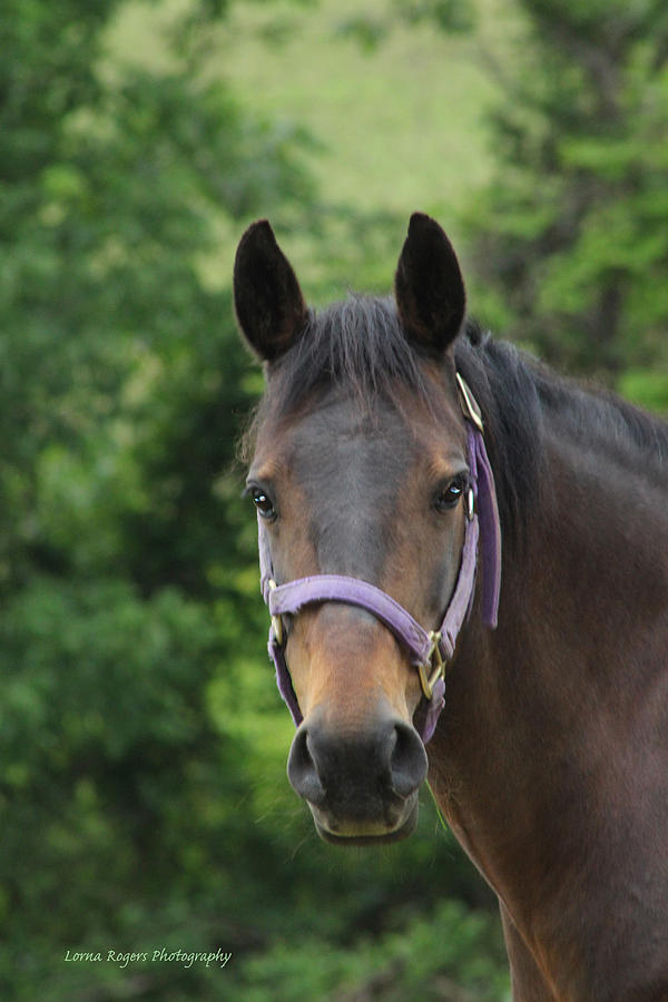 Horse Portrait Photograph by Lorna Rose Marie Mills DBA  Lorna Rogers Photography