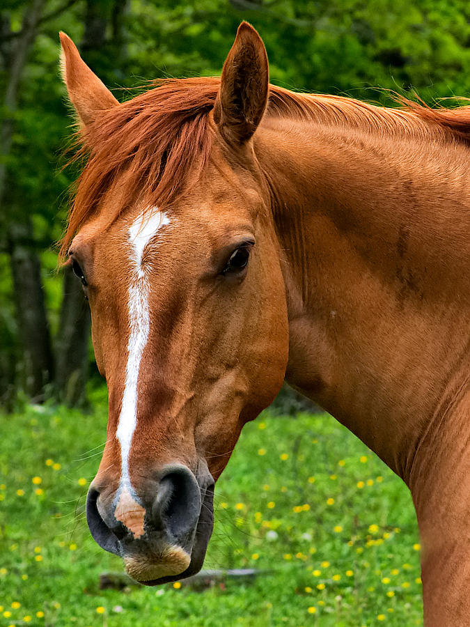 Horse Portrait Photograph by Mary Almond
