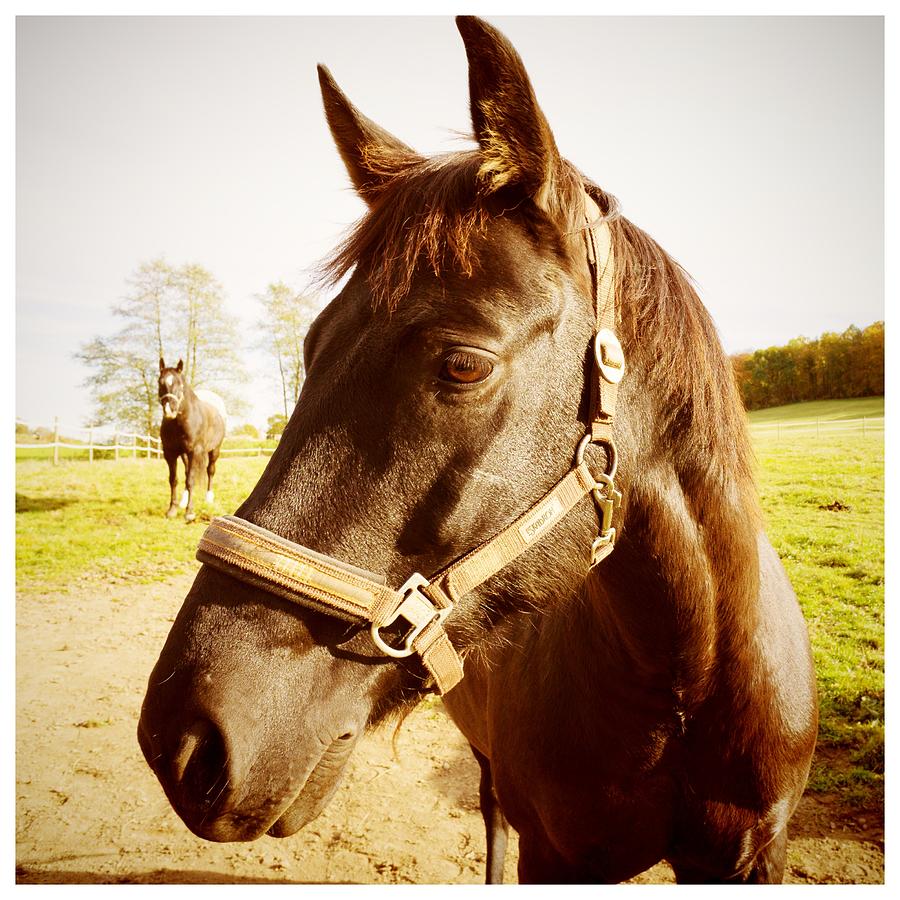 Horse Photograph - Horse portrait by Matthias Hauser Horse Photograph - Horse portrait by Matthias Hauser