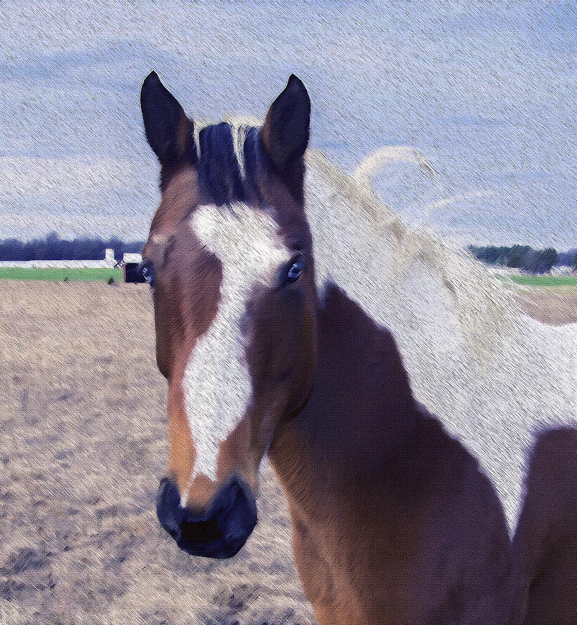 Portrait Photograph - Horse Portrait - Oil Effect by Brian Wallace