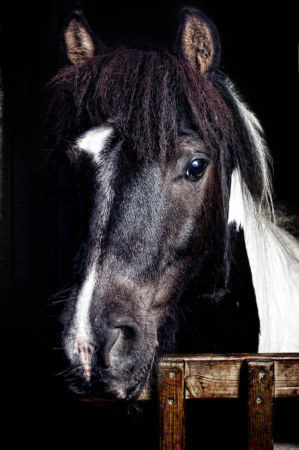 Horse Portrait Photograph by Peter Glogiewicz