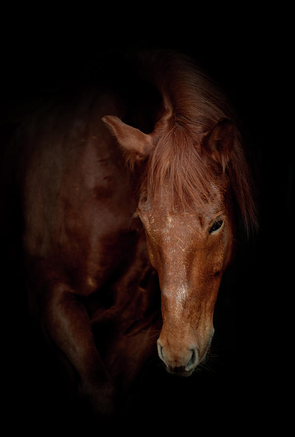 Horse Portrait Photograph by Photographs By Maria Itina