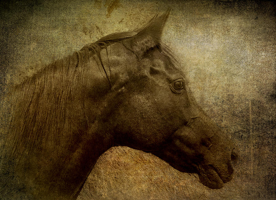 Horse portriat Photograph by Lou  Novick