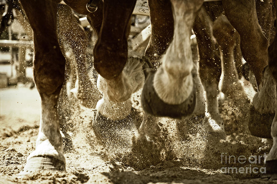 Horse Photograph - Horse Power and Teamwork by Lincoln Rogers