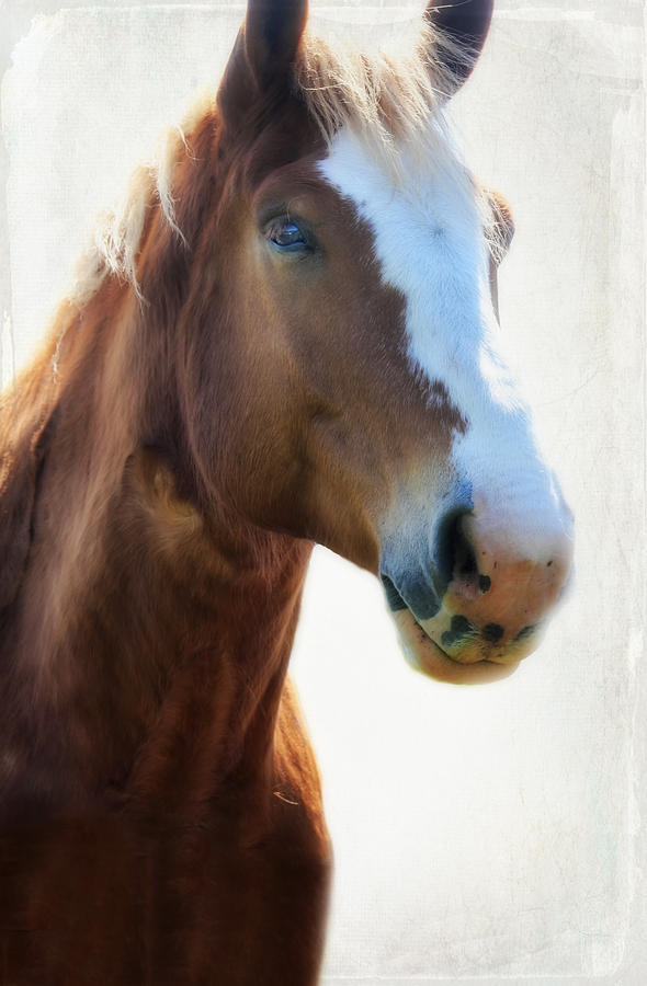 Horse Power Photograph by Joan Bertucci