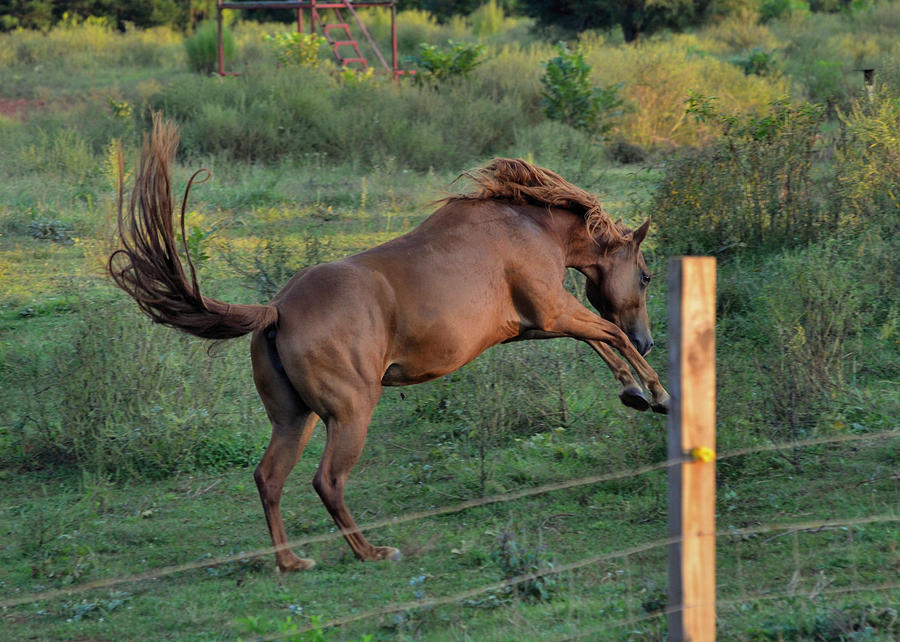 Horse Power Leap - C0092e Photograph by Paul Lyndon Phillips