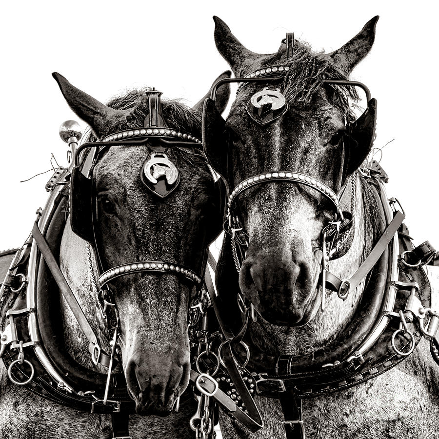 Horse Power Photograph by Olivier Le Queinec