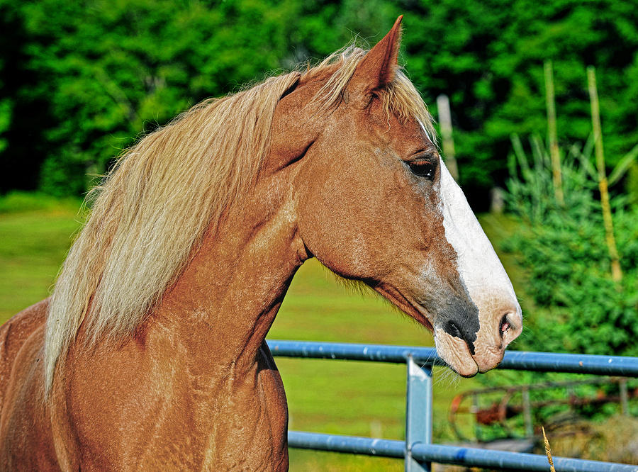 Horse profile Photograph by Jim Boardman