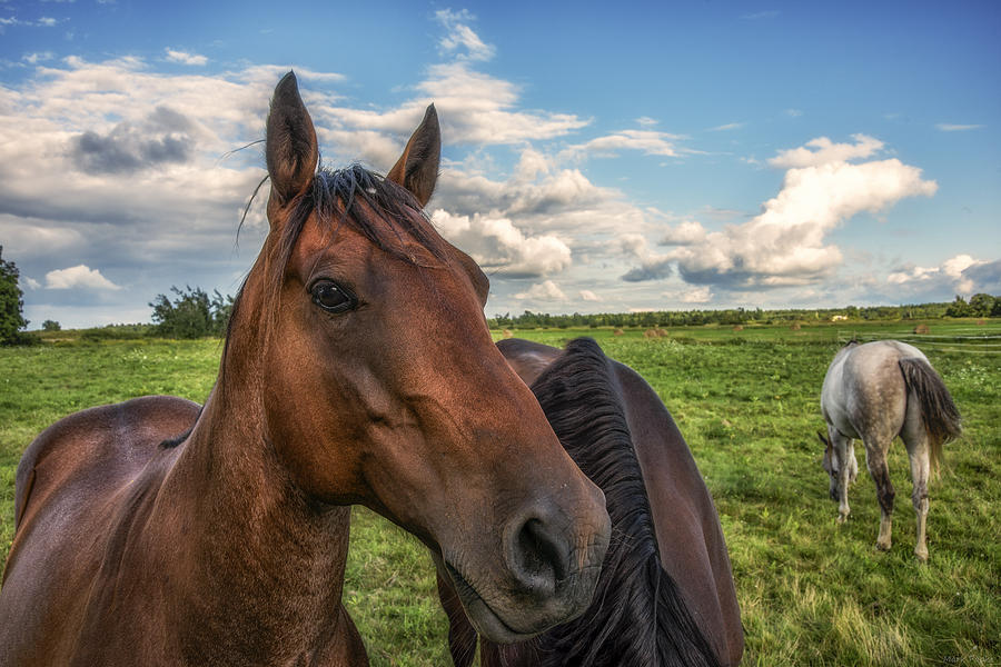 Horse Profile Photograph by Mark Papke