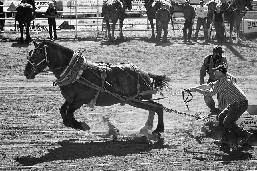 Horse Pull Canada Photograph by Mary Lee Dereske