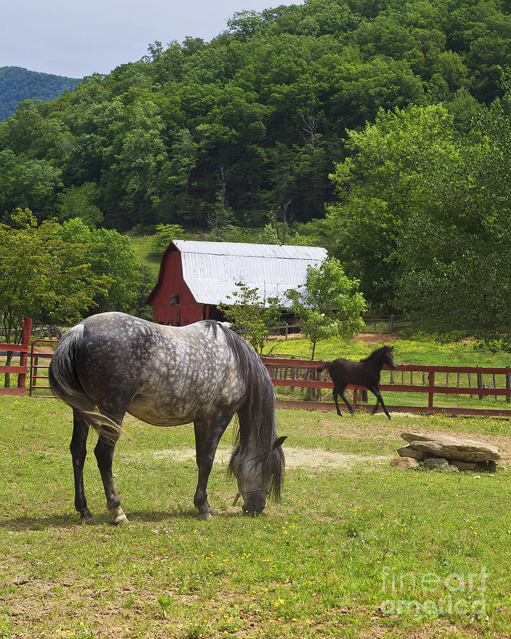 Horse Photograph - Horse Ranch by Jill Lang