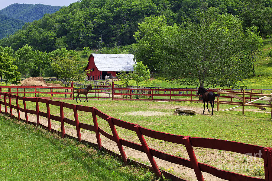 Horse Ranch with Colts Photograph by Jill Lang