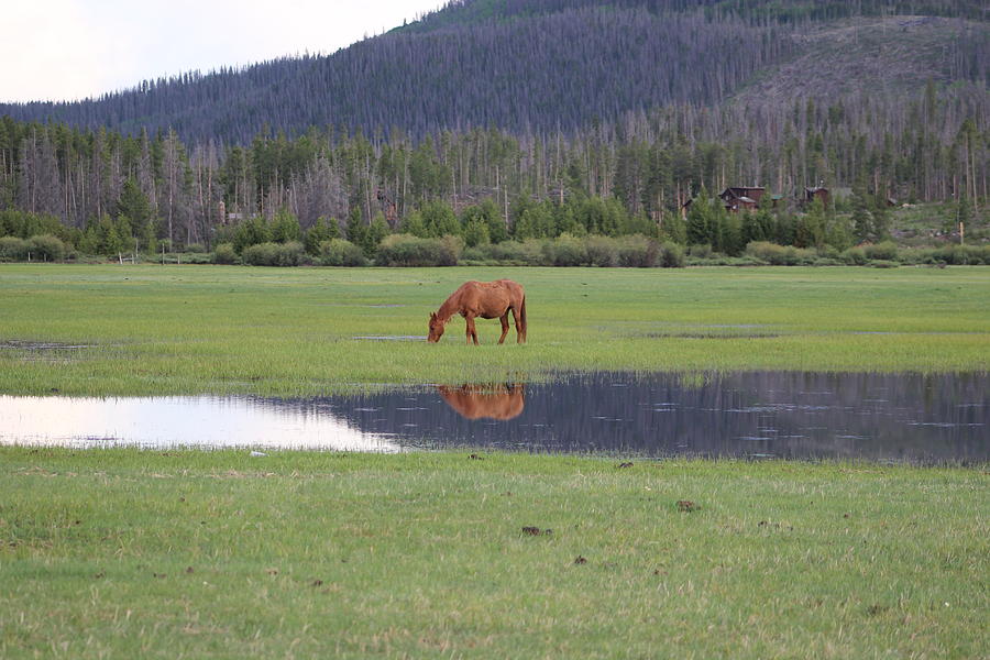 Horse Photograph - Horse Reflection 2 by Kim Baker