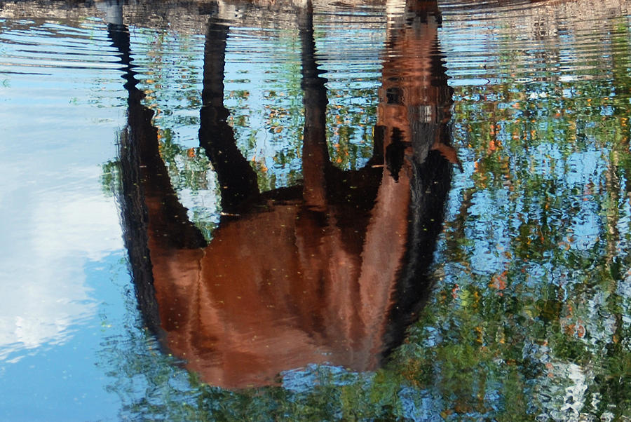 Horse Reflection Photograph by Larah McElroy