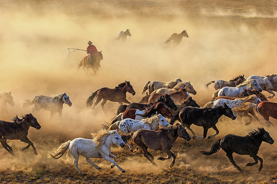 Horse Photograph - Horse Run by Adam Wong
