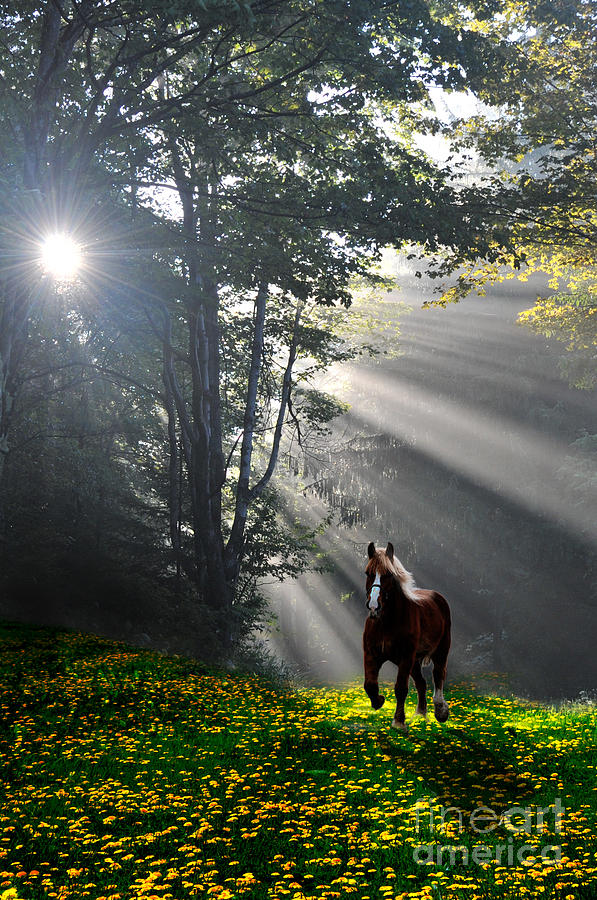 Horse running in dandelion field with streaming sunlight Photograph by Dan Friend