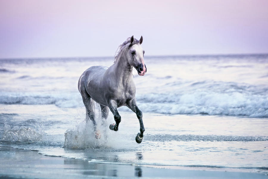 Horse Running On Beach Photograph by Lisa Van Dyke