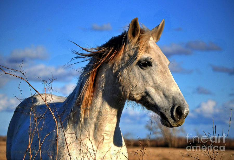 Horse Photograph by Savannah Gibbs